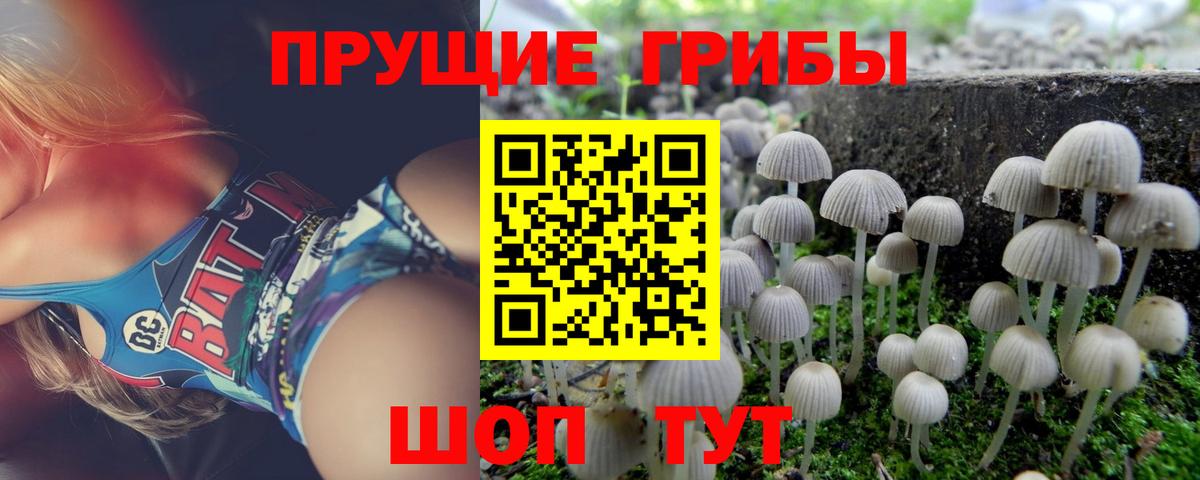 Псилоцибиновые грибы Cubensis Котовск